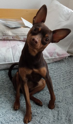 Kamarádů není nikdy dost. A ten náš má čtyři tlapky!